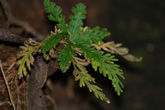 Selaginella pallescens