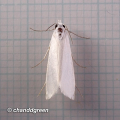 Scirpophaga