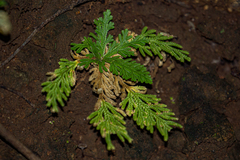 Selaginella pallescens