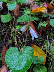 Campanula alliariifolia