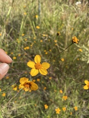 Dyssodia tagetiflora
