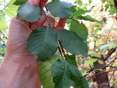 Euonymus atropurpureus