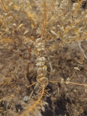 Lepidium perfoliatum