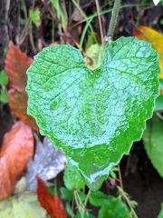 Campanula alliariifolia