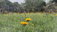 Berkheya umbellata