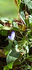 Gentiana saponaria