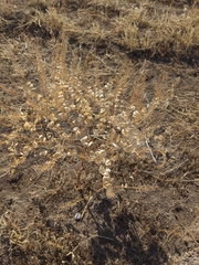 Lepidium perfoliatum
