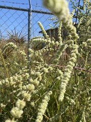 Asterohyptis stellulata
