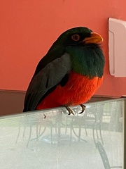Trogon massena