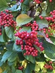 Viburnum dilatatum