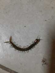 Scolopendra