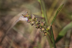 Cenchrus echinatus