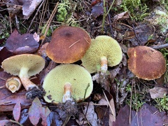 Suillus cavipes