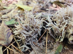 Clavulina coralloides