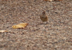 Spizelloides arborea