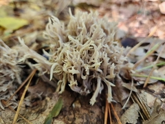 Clavulina coralloides