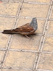 Emberiza sahari
