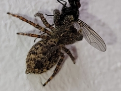 Mexigonus