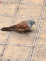 Emberiza sahari