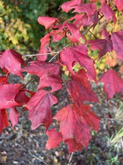Acer leucoderme