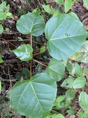 Thespesia grandiflora