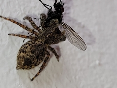 Mexigonus