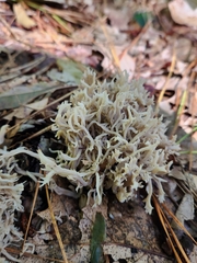 Clavulina coralloides