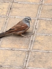 Emberiza sahari