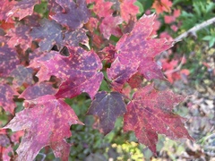 Acer leucoderme