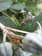 Danaus chrysippus