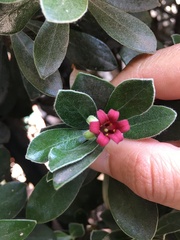 Pittosporum
