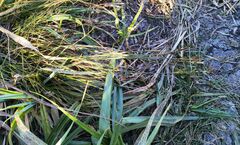 Juncus alpinoarticulatus