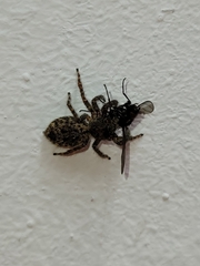 Mexigonus