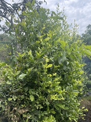 Malpighia emarginata