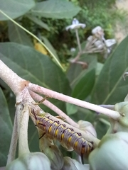 Danaus chrysippus