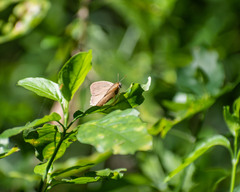 Cissia phronius