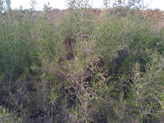 Ziziphus lotus