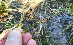Juncus alpinoarticulatus