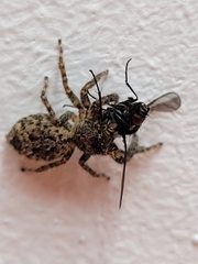Mexigonus