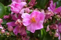 Pereskia grandifolia