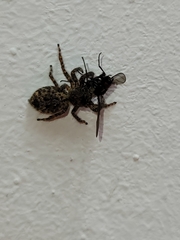 Mexigonus
