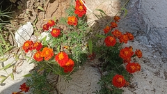 Tagetes patula