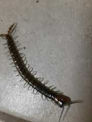 Scolopendra