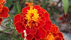 Tagetes patula