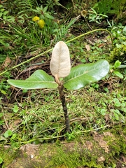 Linochilus jaramilloi