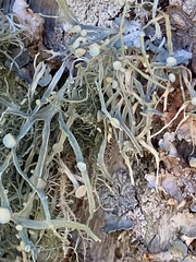 Ramalina leptocarpha