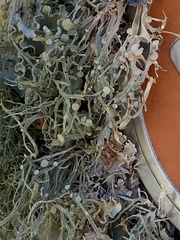 Ramalina leptocarpha