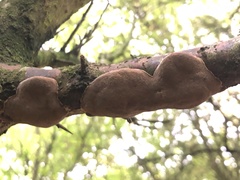 Auricularia auricula-judae