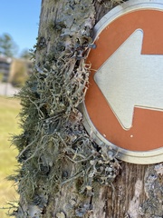 Ramalina leptocarpha