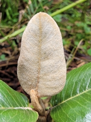 Linochilus jaramilloi